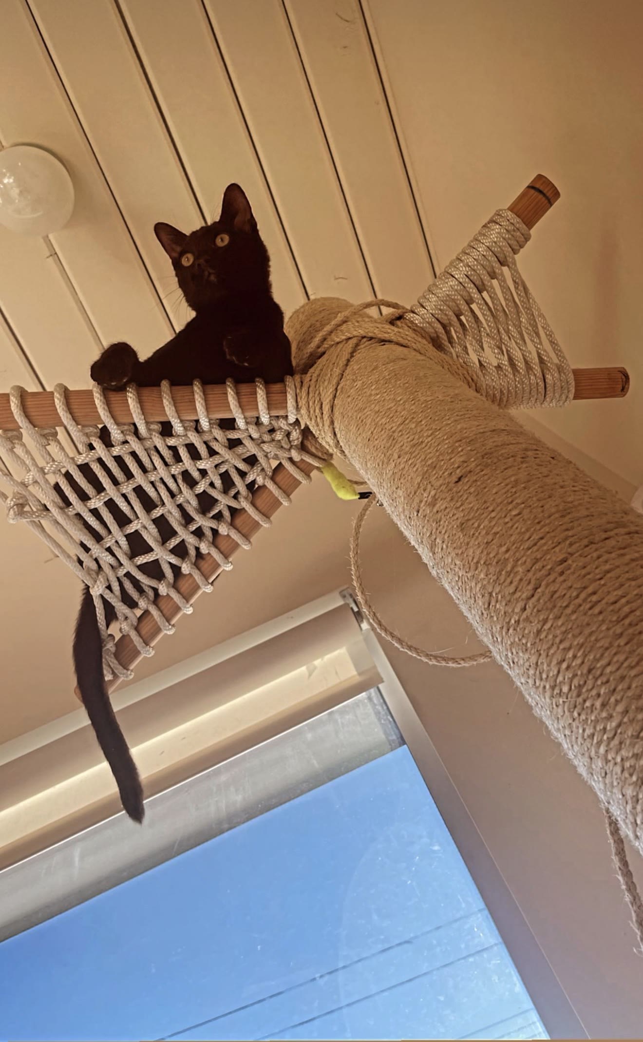 Lorenzo lying in the woven rope hammock at the top of the cat tree, looking down at the camera.