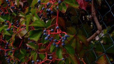 Vitis 'Roger's Red' (California Grape)